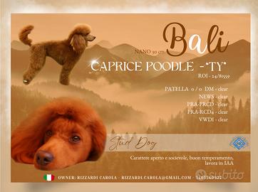 Monta barboncino nano fulvo