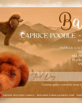 Monta barboncino nano fulvo