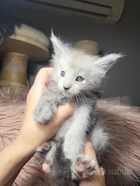 Cuccioli Maine coon