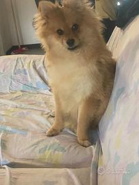 Cane volpino di Pomerania