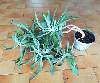 Pianta succulenta da esterno 