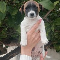 Jack Russell cuccioli