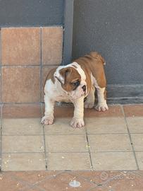 Cuccioli di bulldog inglese