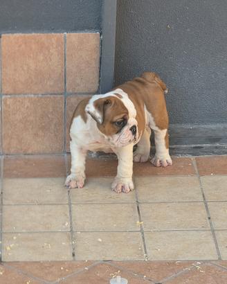 Cuccioli di bulldog inglese