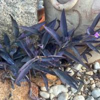 10 talee di Tradescantia Pallida