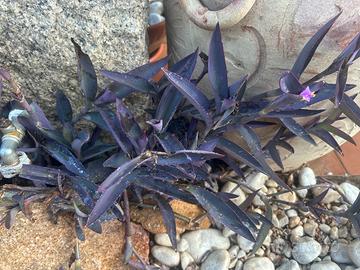 10 talee di Tradescantia Pallida