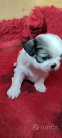 Cuccioli di Shitzu