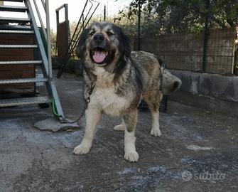 REGALASI pastore del Caucaso femmina