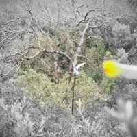 Piccioni caccia al colombaccio