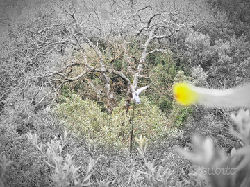 Piccioni caccia al colombaccio