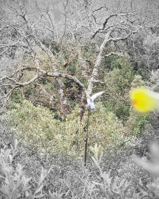 Piccioni caccia al colombaccio