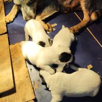 Australian Cattledog
