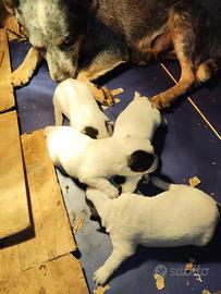 Australian Cattle DOg