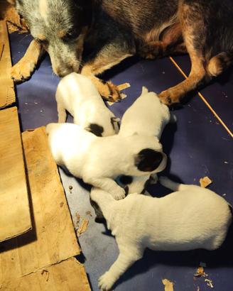 Australian Cattledog