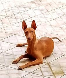 Cirneco femmina