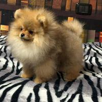 Cuccioli di Pomerania spitz nano
