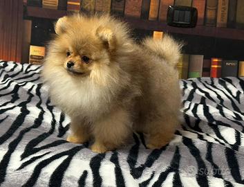Cuccioli di Pomerania spitz nano