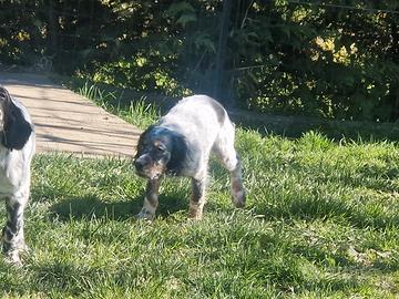 Cucciola setter inglese