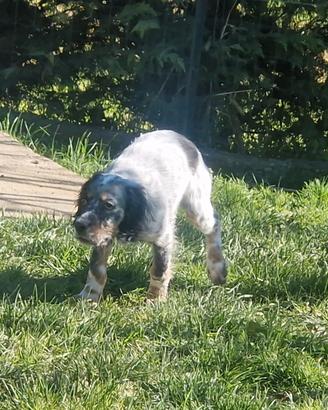 Cucciola setter inglese