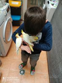 Pappagalli addestrati e riproduttori