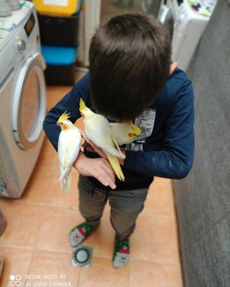 Pappagalli addestrati e riproduttori