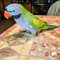 Parrocchetto derbyana maschio parlante