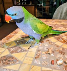 Parrocchetto derbyana maschio parlante