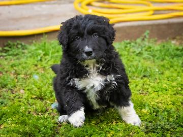 Cucciola Pastore australiano Golden retriever