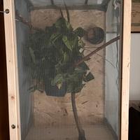 Camaleonte Leonardis