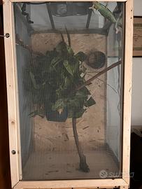 Camaleonte Leonardis