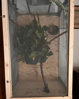 Camaleonte Leonardis