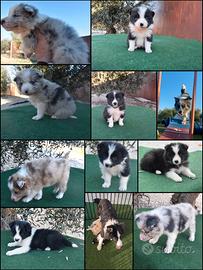 Cuccioli di border collie
