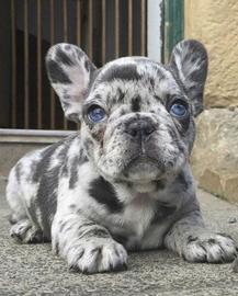 Bulldog francese lilac Merle esotico maschio