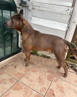 Amstaff per monta