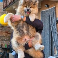 Cucciolo Akita Inu pelo lungo