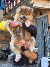 Cucciolo Akita Inu pelo lungo