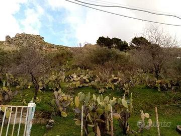 Lotto 3500 m2 di Terreno ULIVETO Montelepre