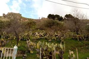 Lotto 3500 m2 di Terreno ULIVETO Montelepre