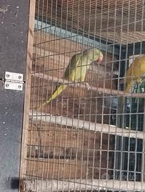 parrocchetti dal collare 