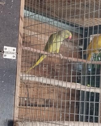 parrocchetti dal collare 