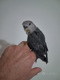 Pappagallo inseparabile maschio