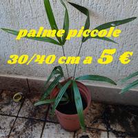 palme in vaso alte 30 cm