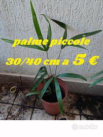 palme in vaso alte 30 cm