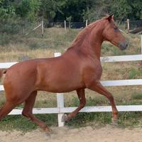 Cavallo spagnolo pre