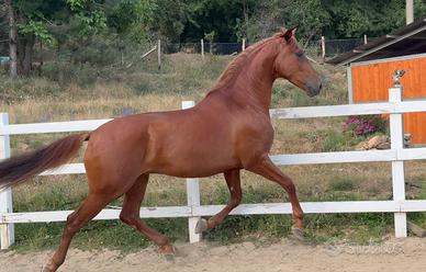 Cavallo spagnolo pre