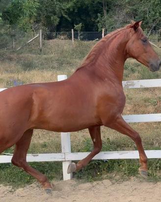 Cavallo spagnolo pre