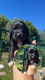Cocker Spaniel Cuccioli
