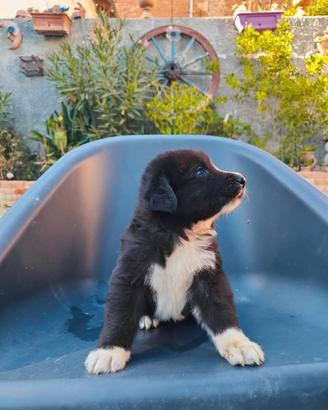 Cucciolo incrocio Cane pirenei e pastore Caucaso