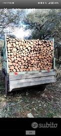 legna da ardere di leccio sardo 