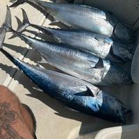 battute di pesca Fiumicino 